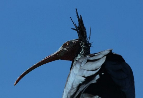 Ibis Eremita Selvatico